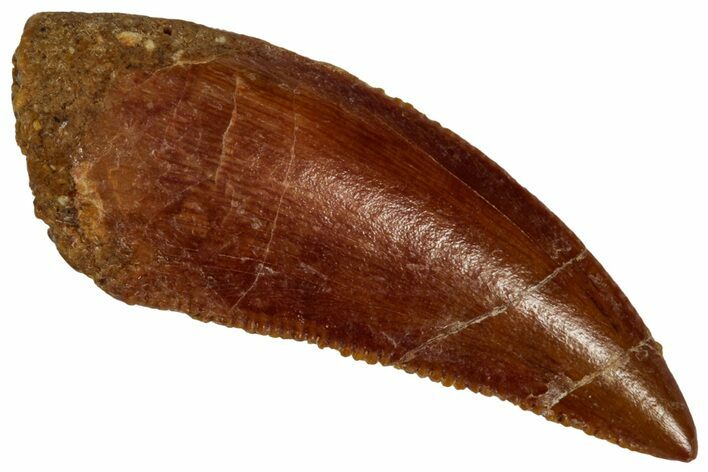 Serrated Raptor Tooth - Real Dinosaur Tooth #332209